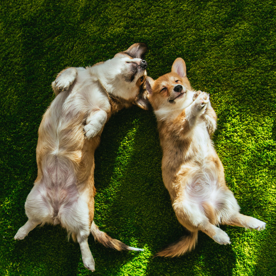 Pet turf artificial grass in Florida