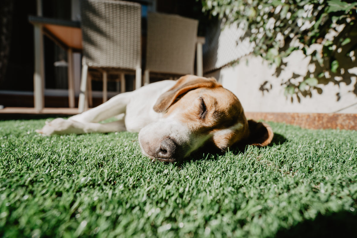 Pet Turf
